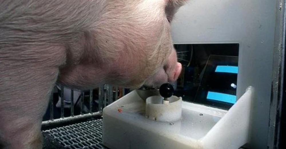 FOTO // Din seria fantasticului. Patru porci au învățat să joace un joc video